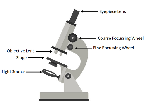 Light Microscope