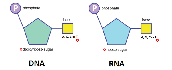 nucleotides